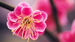 nature Flowers Plants