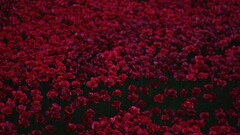 nature Flowers Plants