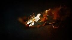 nature Flowers Plants