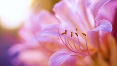 nature Flowers Plants Simple Background macro pink pink flowers