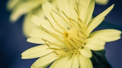 nature Flowers Plants yellow flowers