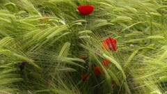 nature Flowers Poppies Plants outdoors red flowers