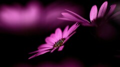 nature Flowers purple flowers macro Plants pink