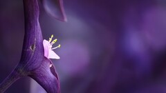 nature Flowers purple flowers macro Plants