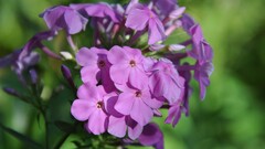nature Flowers purple flowers