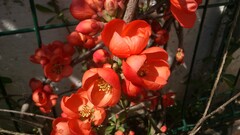 nature Flowers red flowers