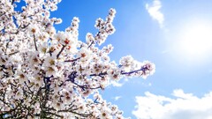 nature Flowers sky Plants