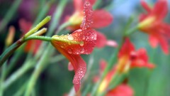 nature Flowers water drops macro red flowers Plants vibrant