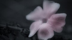 nature Flowers water drops Plants