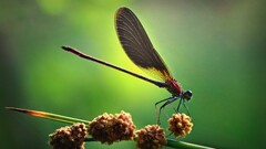 nature flying Animals Green artwork Dragonflies insect Plants