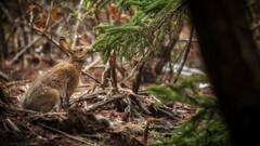 nature forest Animals