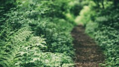 nature forest Ferns path depth of field