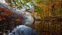 nature forest Lake fall water Trees reflection calm waters