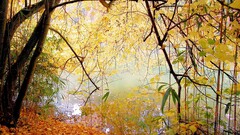 nature forest Lake landscape water