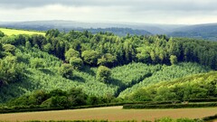 nature forest landscape