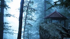 nature forest mist iran national park cyan