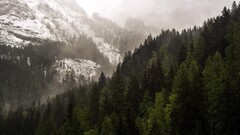 nature forest Mountains snow mist pine trees Trees