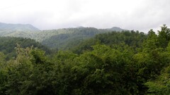 nature forest outdoors