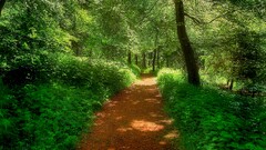 nature forest path Trees dappled sunlight Green