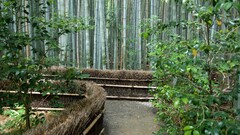 nature forest Plants bamboo