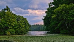 nature forest river water