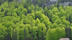 nature forest rock Trees