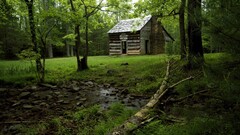 nature forest ruin abandoned