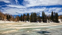 nature forest snow clouds Trees
