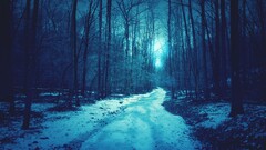 nature forest snow path Trees dirt road blue cyan
