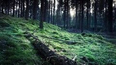 nature forest Trees hdr moss