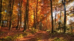 nature forest Trees hdr path dirt road fall