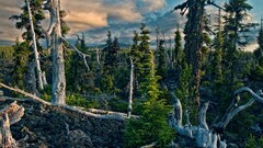 nature forest Trees hdr