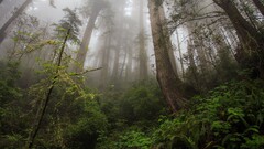 nature forest Trees low-angle