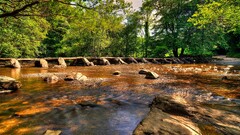 nature forest uk England river