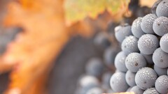 nature grapes fruit food dew Berries water drops Black grapes