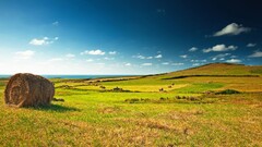 nature grass field landscape sky hay horizon Sea coast far view