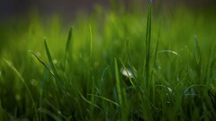 nature grass macro