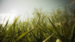 nature grass macro worm's eye view