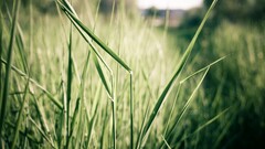 nature grass Plants outdoors