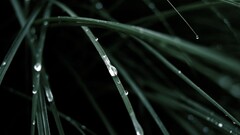 nature grass water drops macro Plants leaves