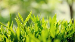 nature grass water drops Plants leaves