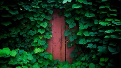 nature Green door ivy red door