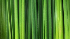 nature Green leaves reeds