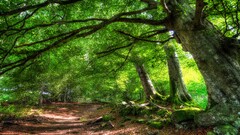 nature Green Trees path foliage moss forest dappled sunlight