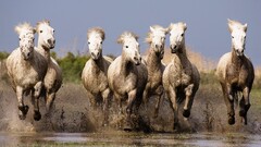nature horse Animals running