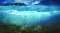 nature Island fish artwork split-view cyan Sea underwater water