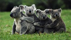 nature koalas Animals field grass family