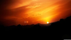 nature landscape Birds sunset