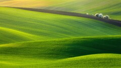 nature landscape field