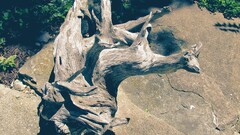 nature landscape filter